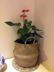 Fourwalls Woven Seagrass Belly Basket-Fiddle Leaf Home Decoration Plant Pot Cover Beige Natural