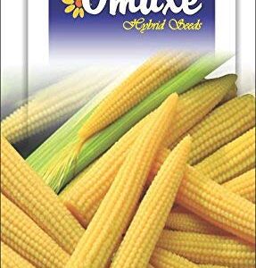 Omaxe Seeds Baby Corn F1 Hybrid Vegetable Seeds (Multicolor, Pack of 40)